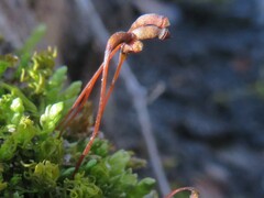 Rhynchostegium