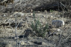 Mercurialis tomentosa