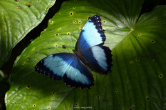 Morpho helenor macrophthalmus