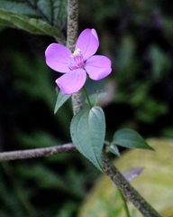 Arthrostemma ciliatum