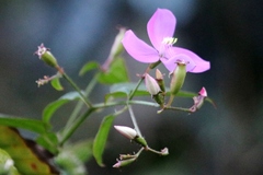 Arthrostemma ciliatum