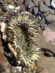 Anthopleura elegantissima