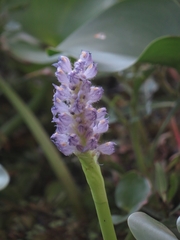 Pontederia