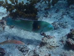 Halichoeres nicholsi