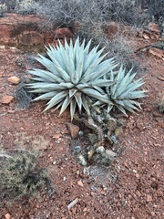 Agave utahensis