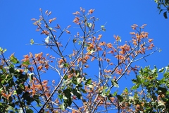 Erythrina poeppigiana
