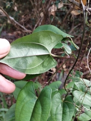 Dioscorea transversa
