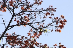 Erythrina poeppigiana