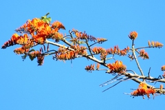 Erythrina poeppigiana