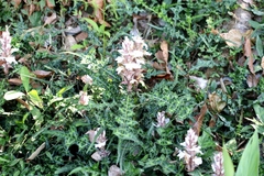 Acanthus montanus