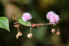 Mimosa albida