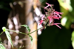 Dianthera secunda