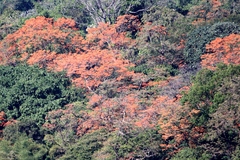 Erythrina poeppigiana