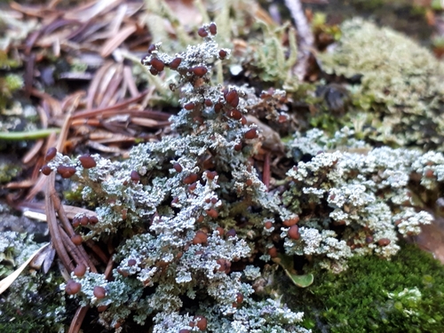 Stereocaulon dactylophyllum image