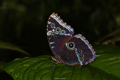 Morpho helenor macrophthalmus