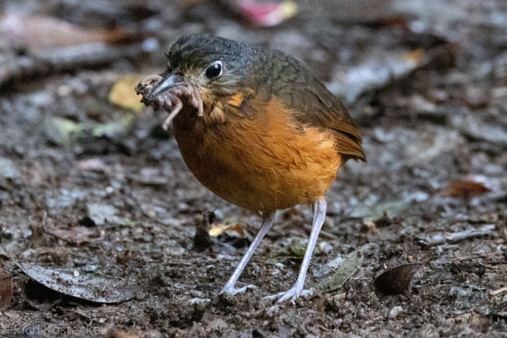 Scaled Antpitta photo