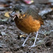 Scaled Antpitta - Photo (c) Rich Kostecke, some rights reserved (CC BY-NC), uploaded by Rich Kostecke