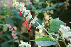 Salvia elegans