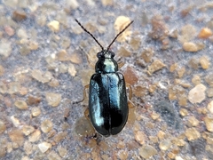 Lysathia ludoviciana