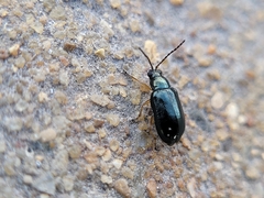 Lysathia ludoviciana