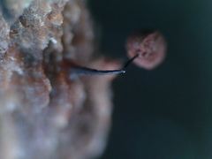 Clastoderma debaryanum