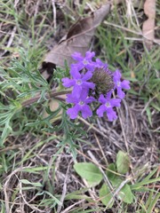 Verbena pulchella