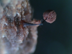 Clastoderma debaryanum