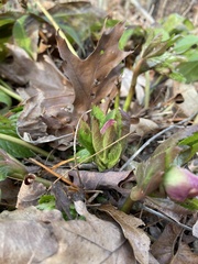 Helleborus