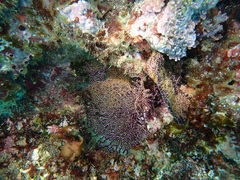 Pacifigorgia darwinii