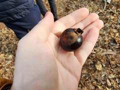 Aesculus glabra glabra