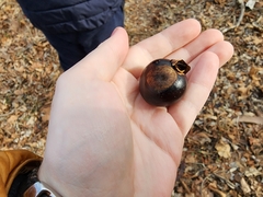 Aesculus glabra glabra