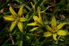 Gagea lutea