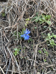 Scilla