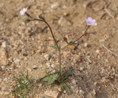 Gilia sinuata