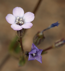Gilia sinuata