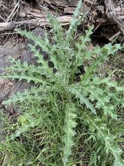 Cirsium neomexicanum