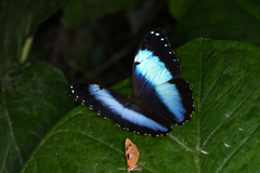 Morpho helenor theodorus