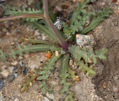 Gilia sinuata