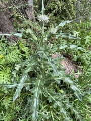 Cirsium neomexicanum