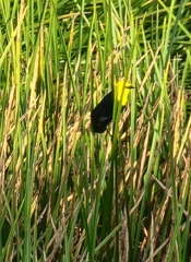 Chrysomus icterocephalus