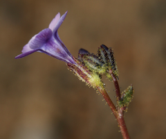 Gilia sinuata