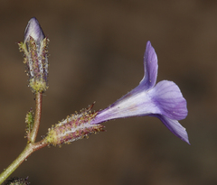 Gilia sinuata
