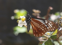 Papilio agestor