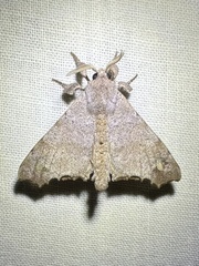Apatelodidae