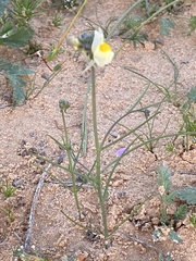 Linaria haelava