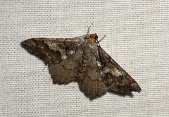 Macaria distribuaria