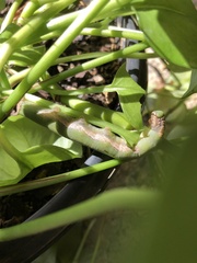 Eupanacra