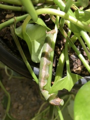 Eupanacra