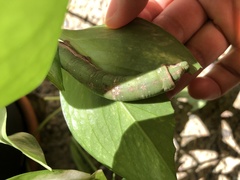 Eupanacra