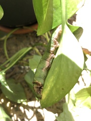 Eupanacra